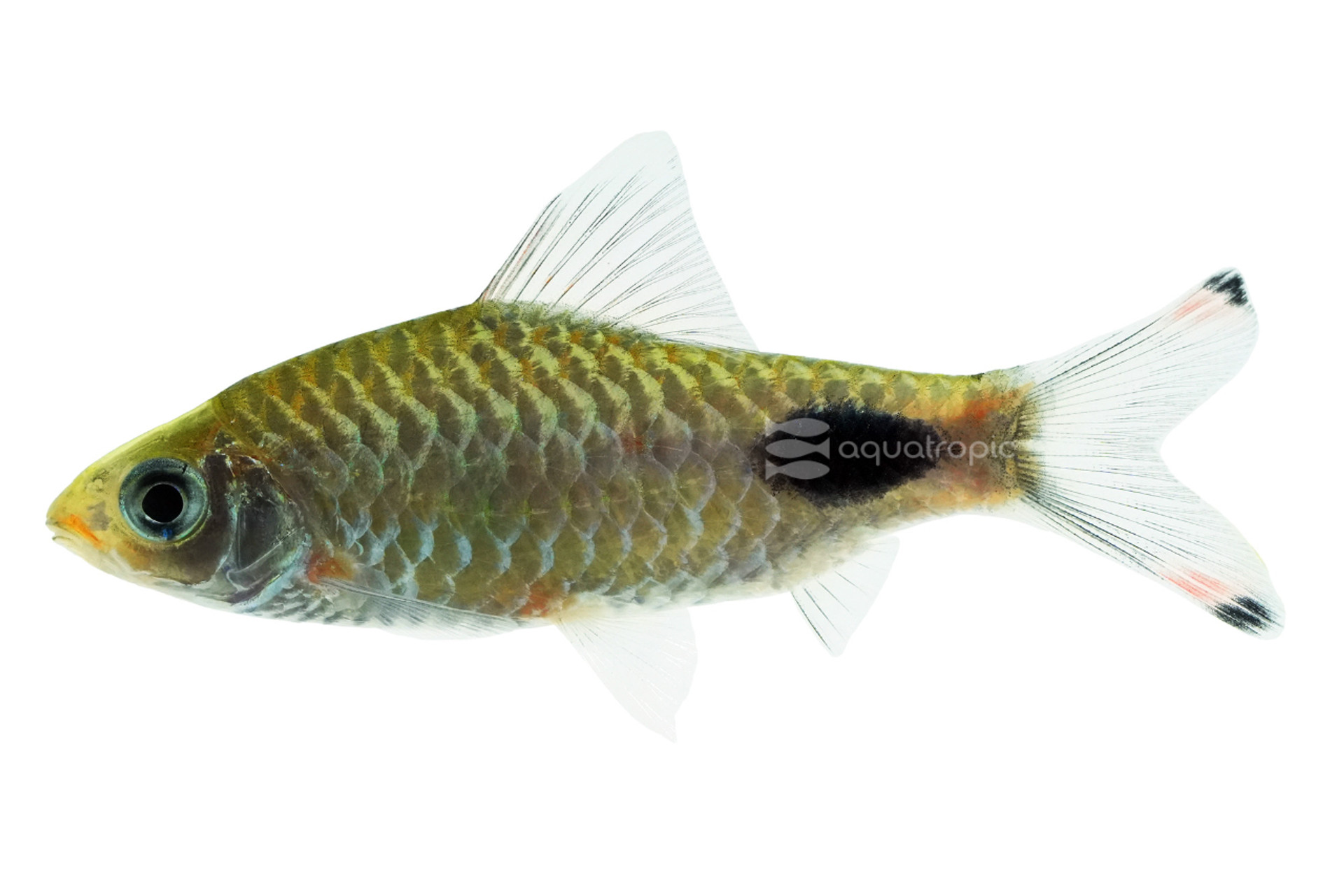 Mascara Barb thumbnail image