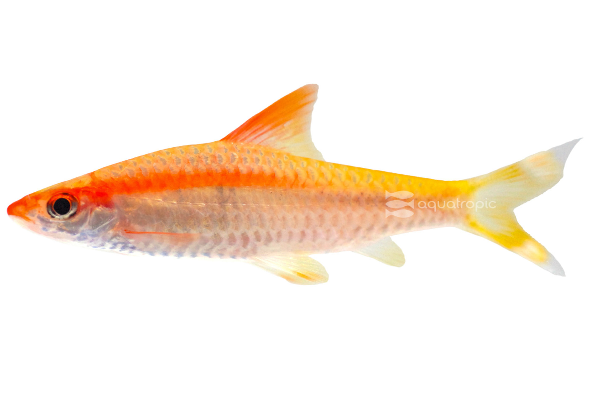 The Golden Roseline thumbnail image