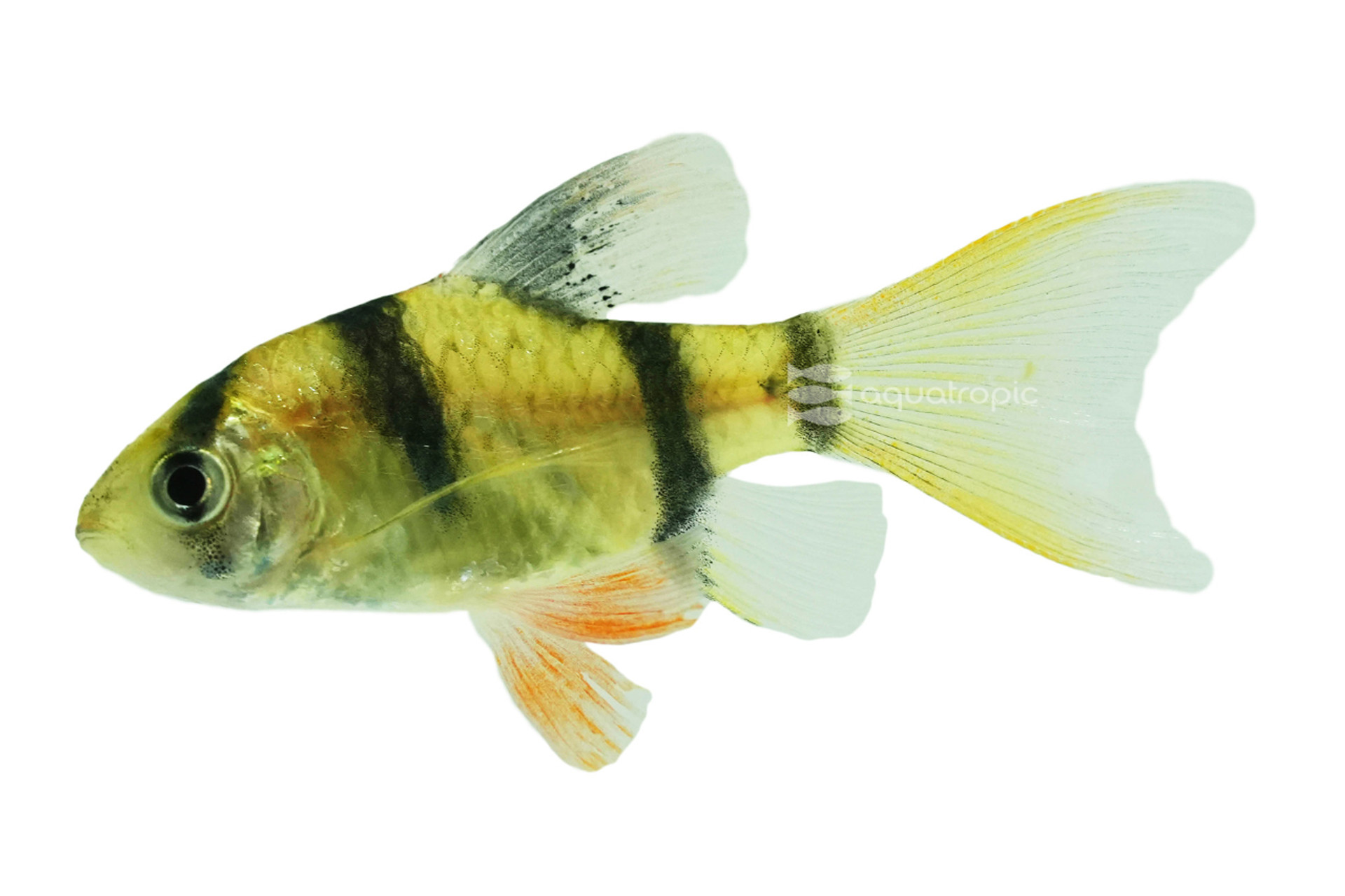 Terrific Tigers for your Tank! thumbnail image