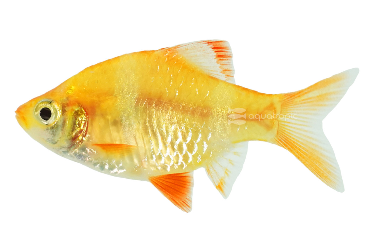 Platinum Albino Tiger Barb thumbnail image