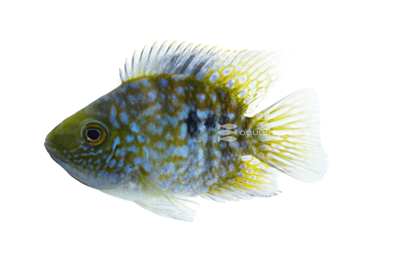 Carpintis Round Pearlscale Cichlid thumbnail image