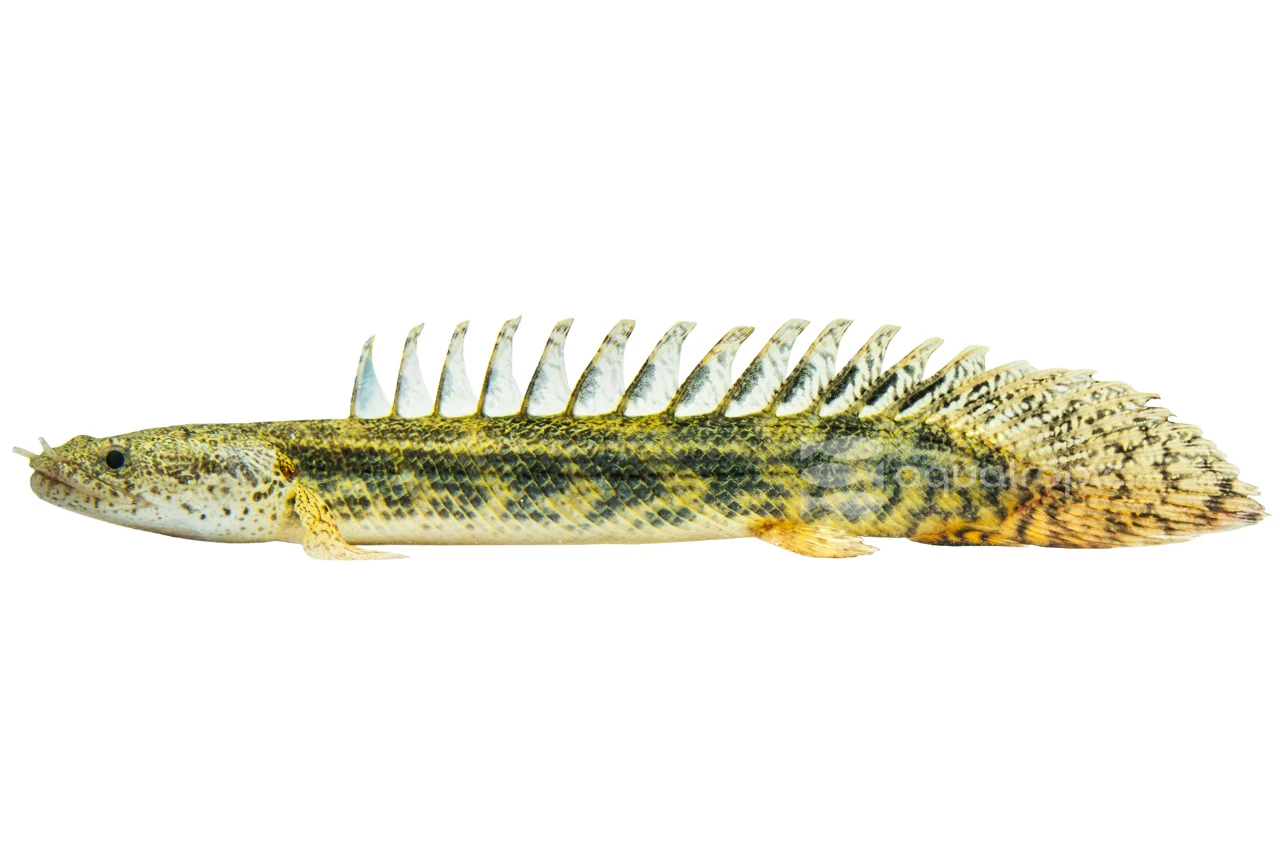 Son Of a Bichir thumbnail image