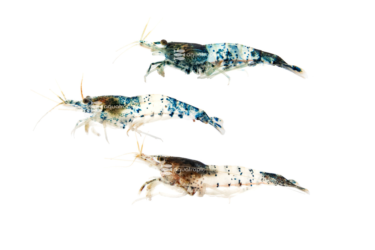 Assorted Rili Neocaridina Shrimp thumbnail image