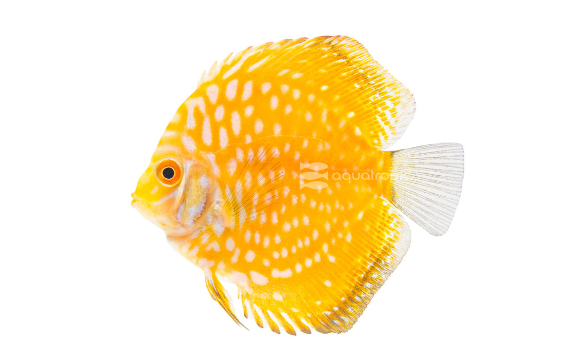 Yellow Pigeon Blood Discus thumbnail image