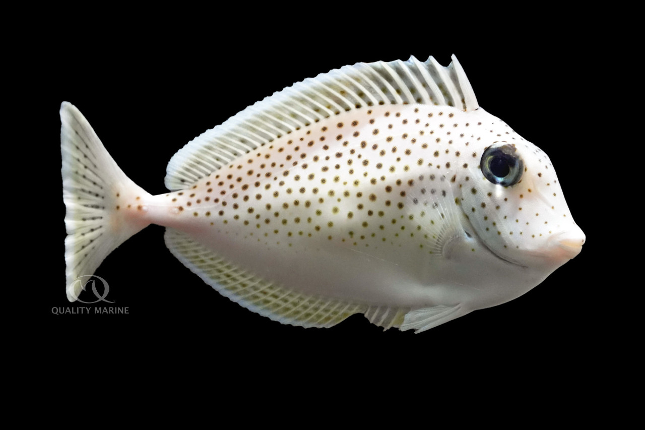 A Unicorn Without A Horn thumbnail image