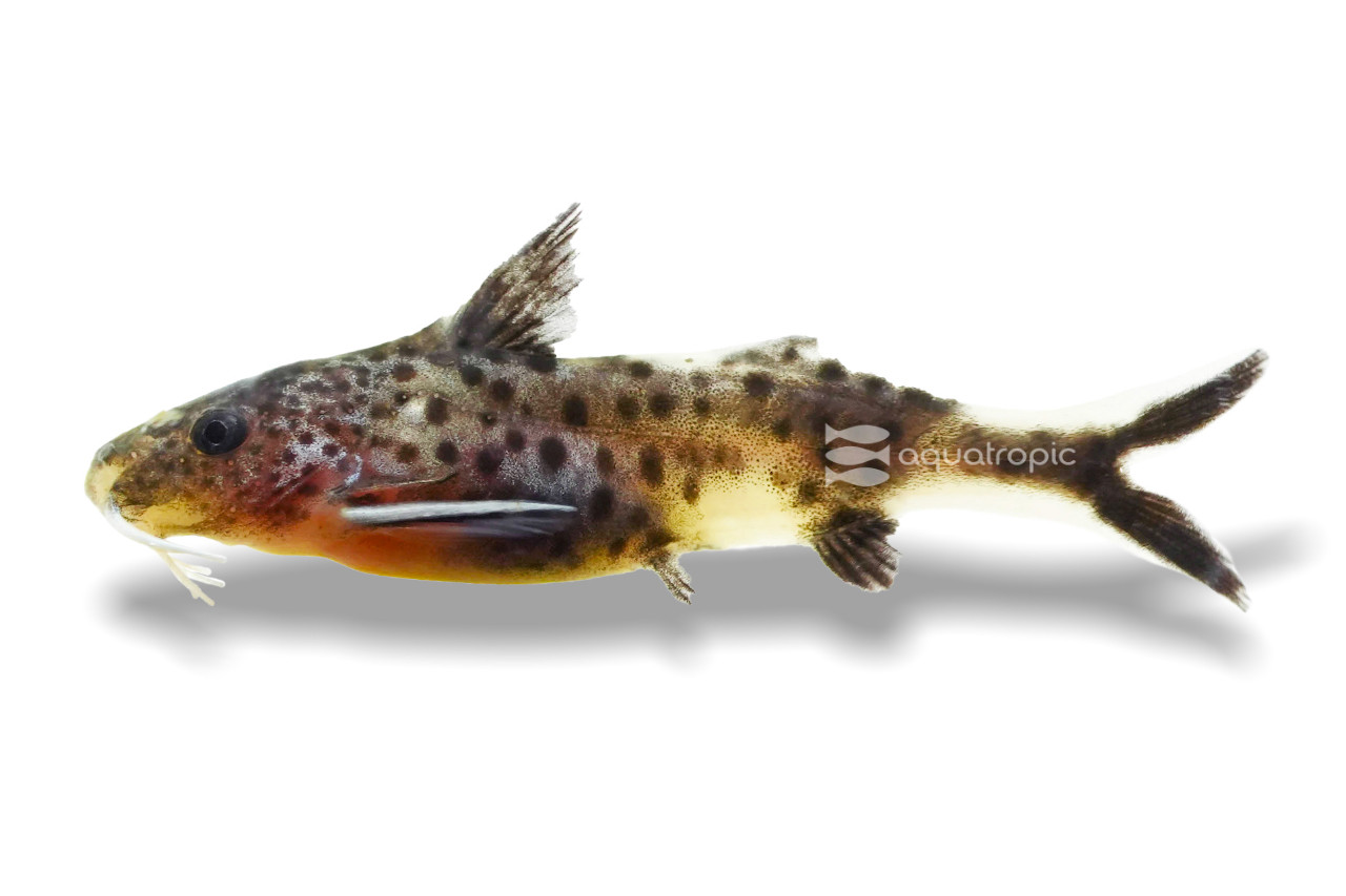 It's Not a Syn thumbnail image