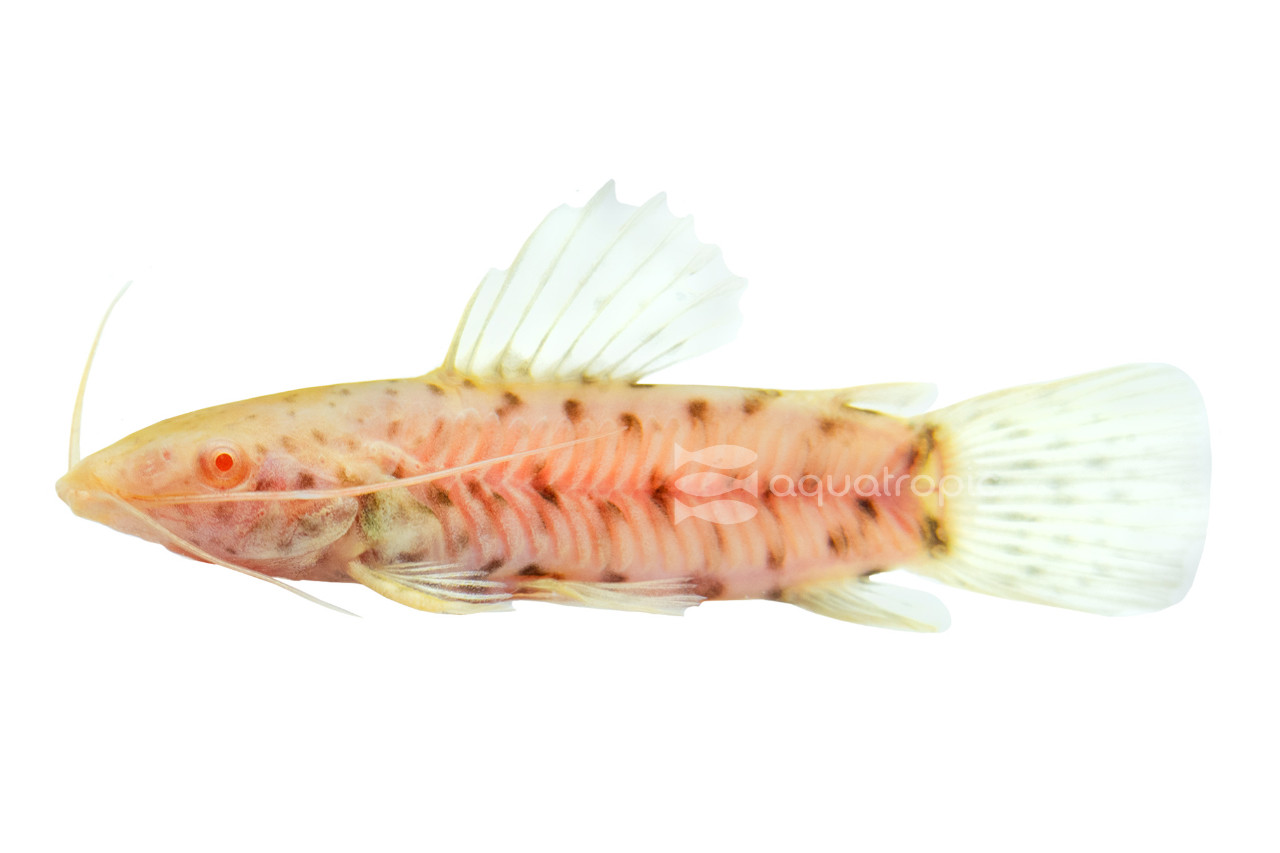 Armoured Albino Catfish thumbnail image