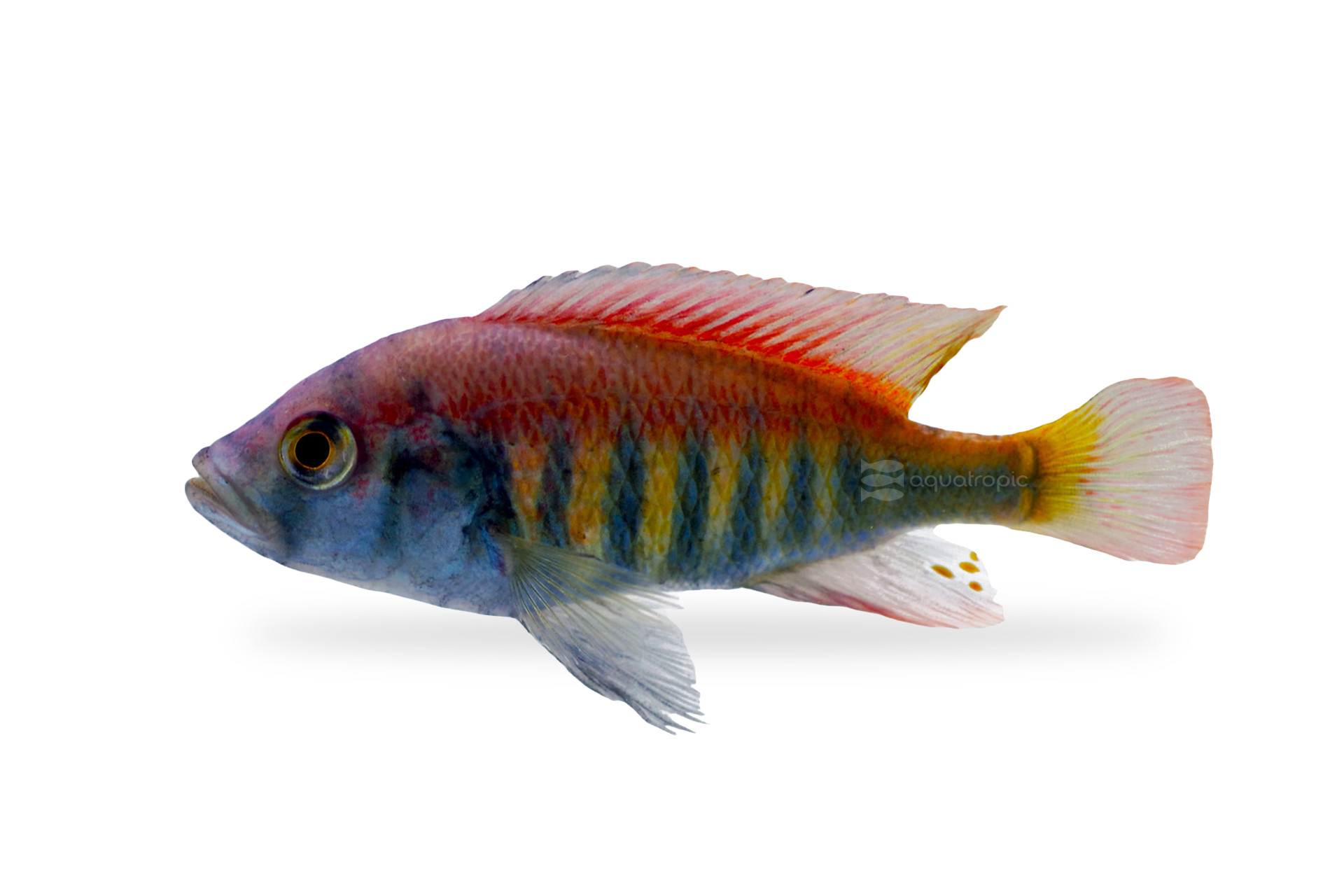 Nyereri Cichlid thumbnail image