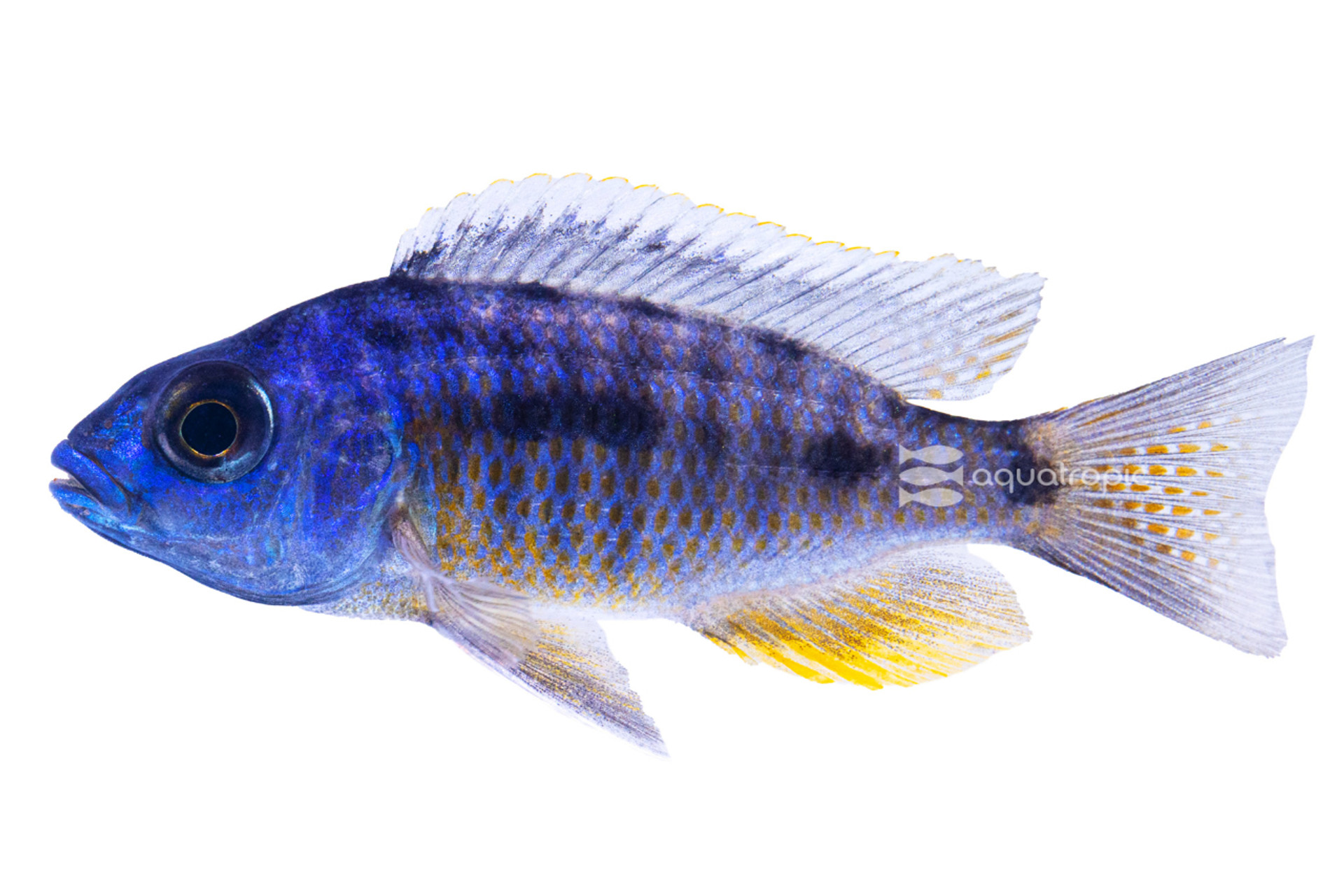 Liuli 'Spilonotus Tanzania' Cichlid  thumbnail image