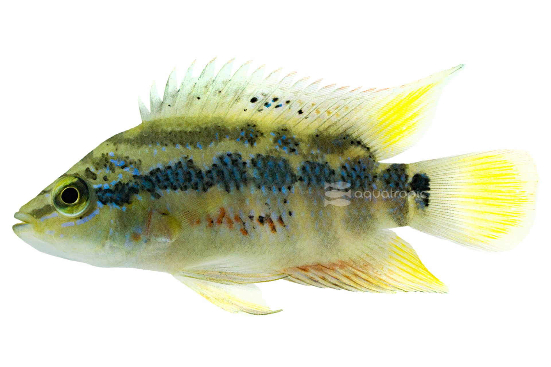 Seriously Swank Salvini Cichlids thumbnail image