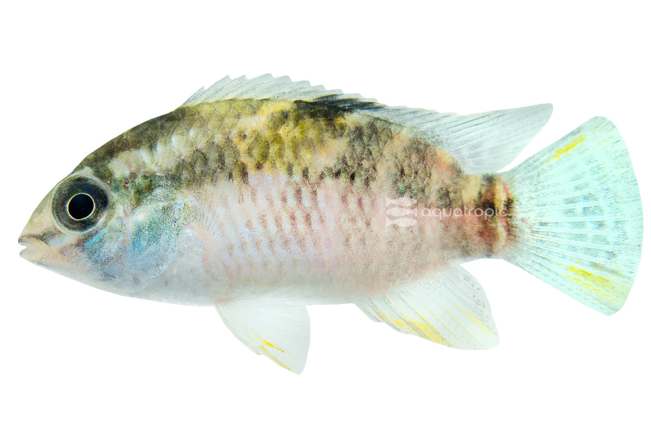 Thinking About Thayeri thumbnail image