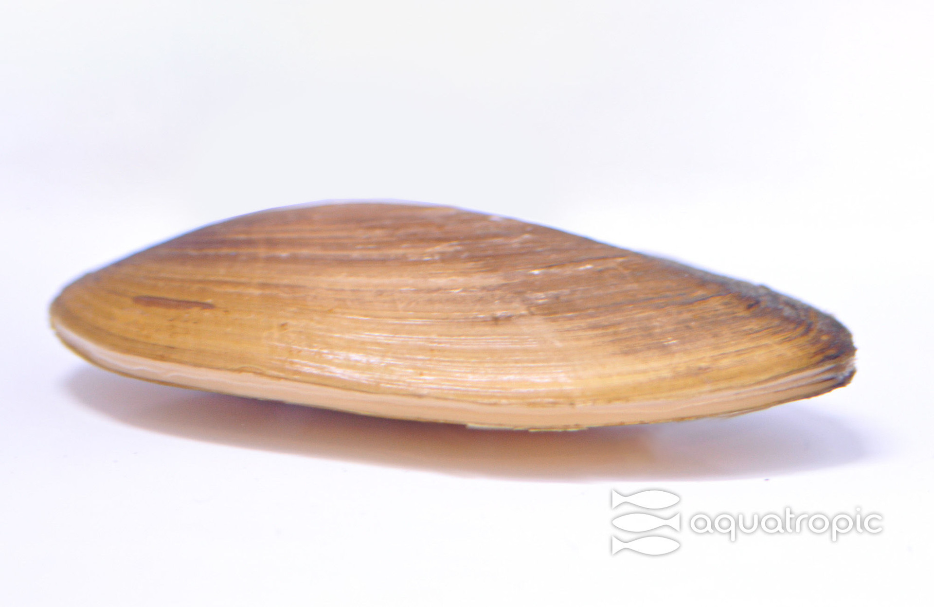 The Mussel Masquerading as a Clam - Pilsbryoconcha exilis - Asian Gold -  Quality Marine