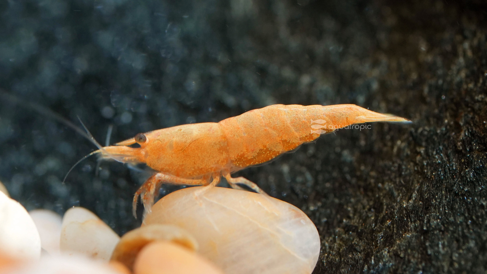 Sunkist Shrimp thumbnail image