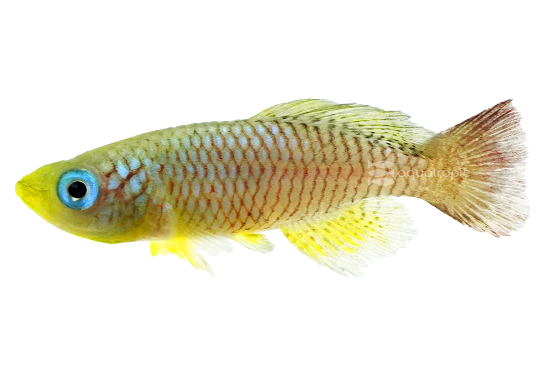 Fascinating Foerschi Killis! thumbnail image