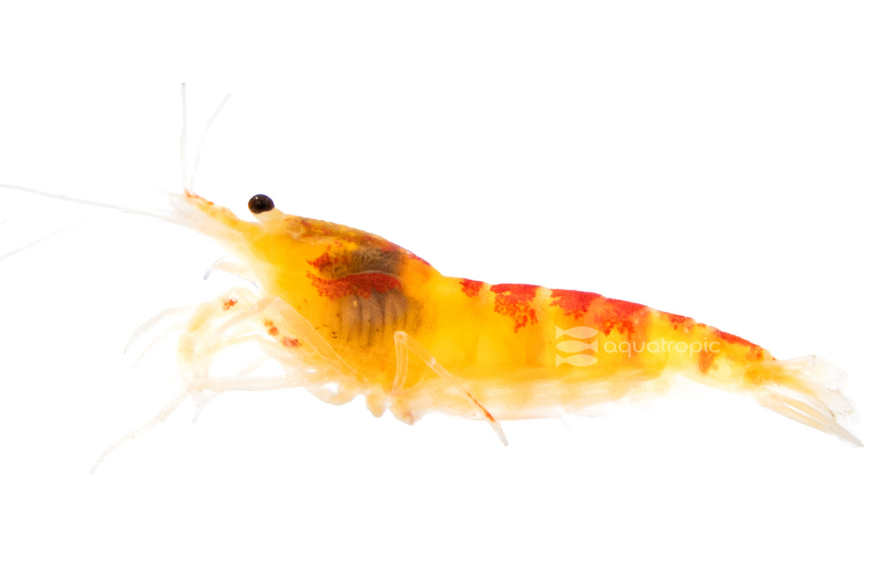 Golden Dragon Shrimp thumbnail image