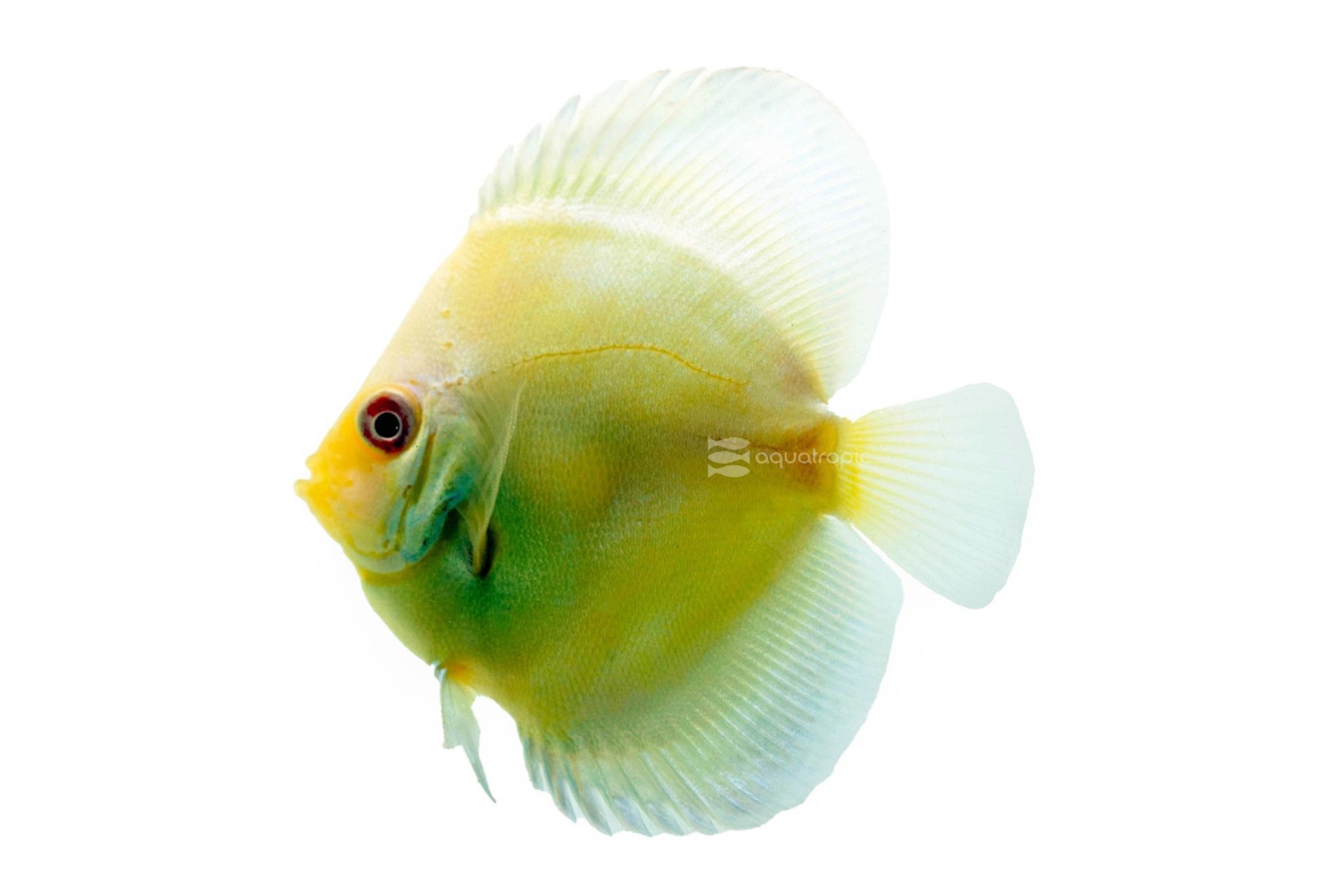 Albino Blue Diamond Discus thumbnail image
