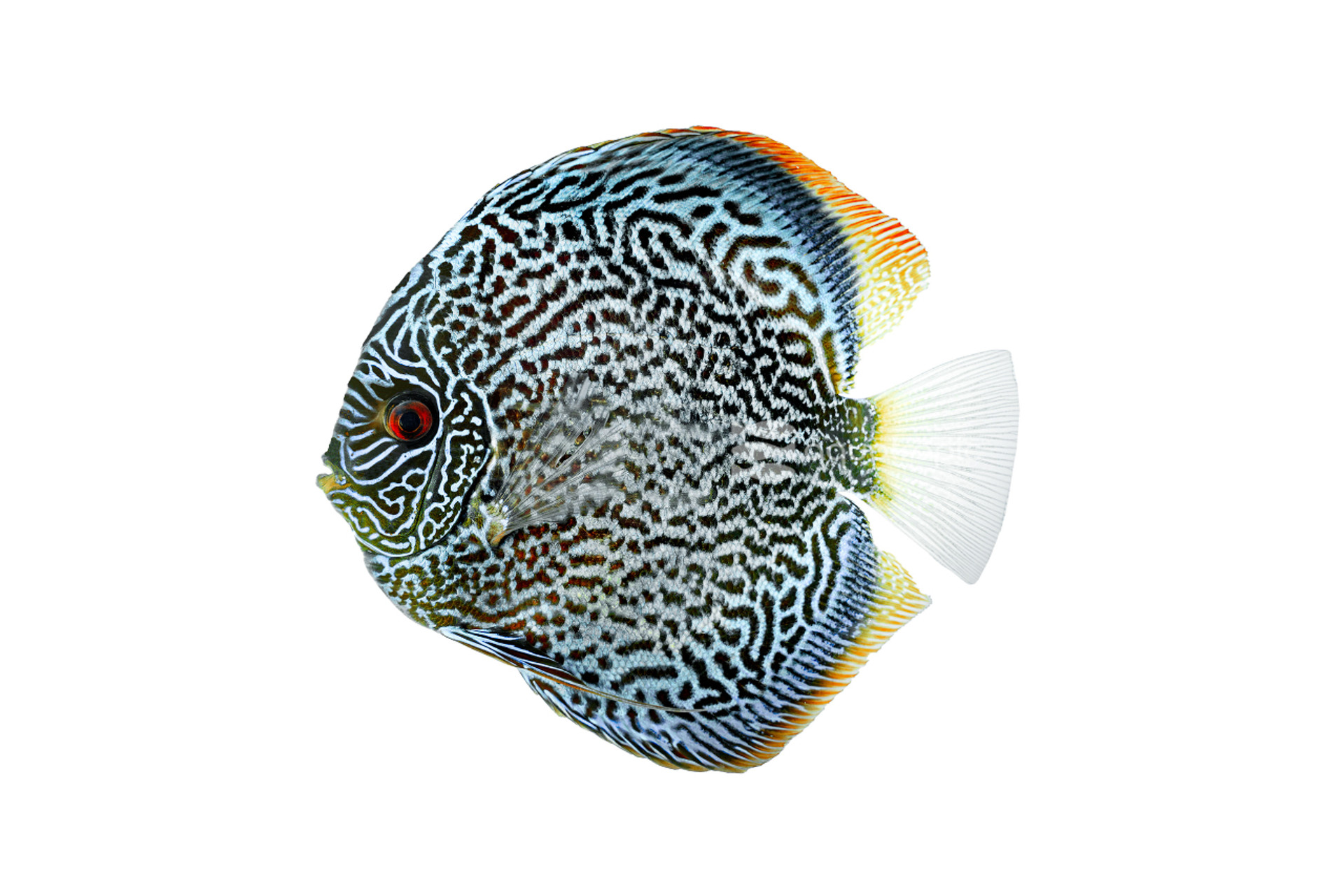 Blue Spotted Scorpion Discus thumbnail image