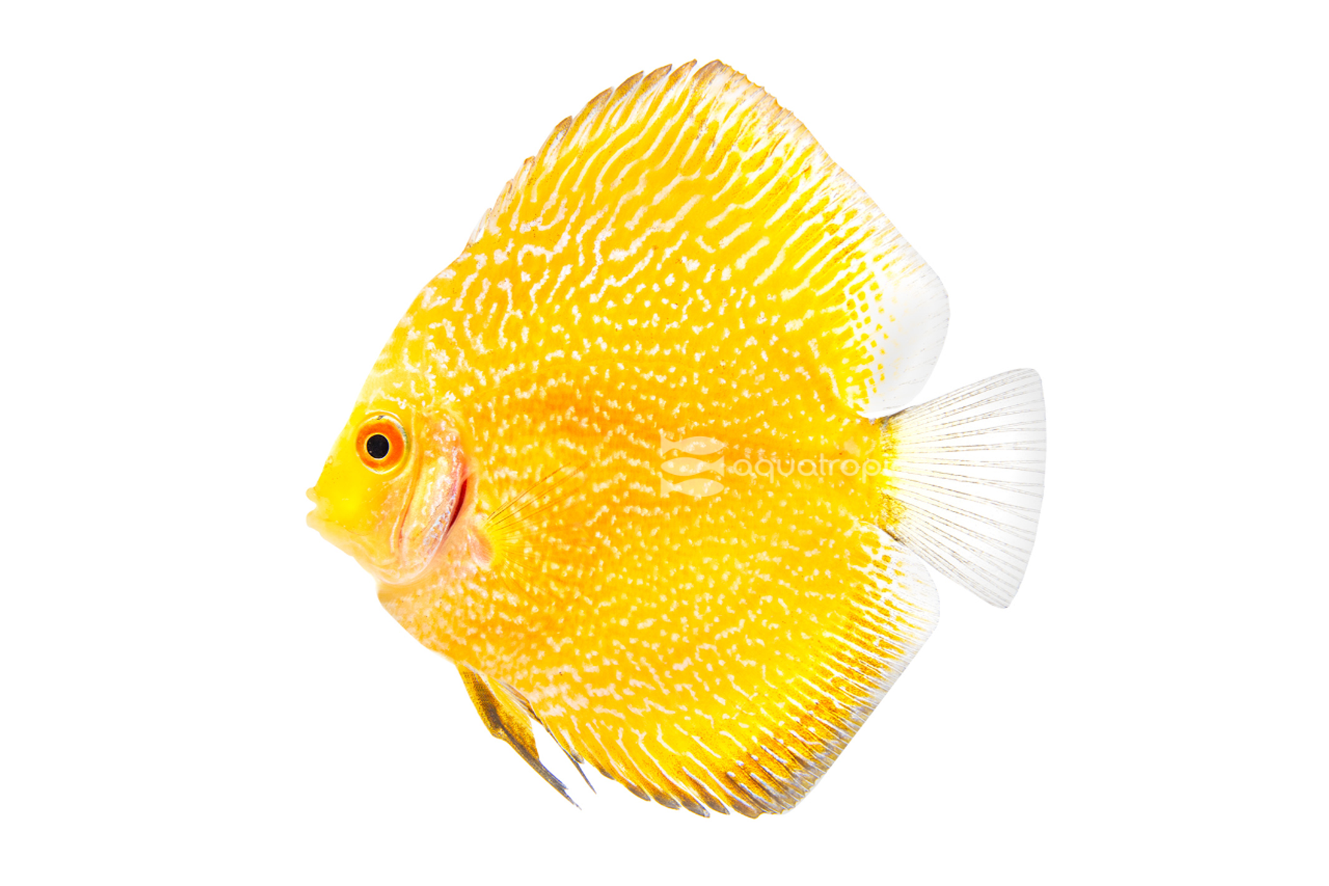 Yellow Snakeskin Discus thumbnail image
