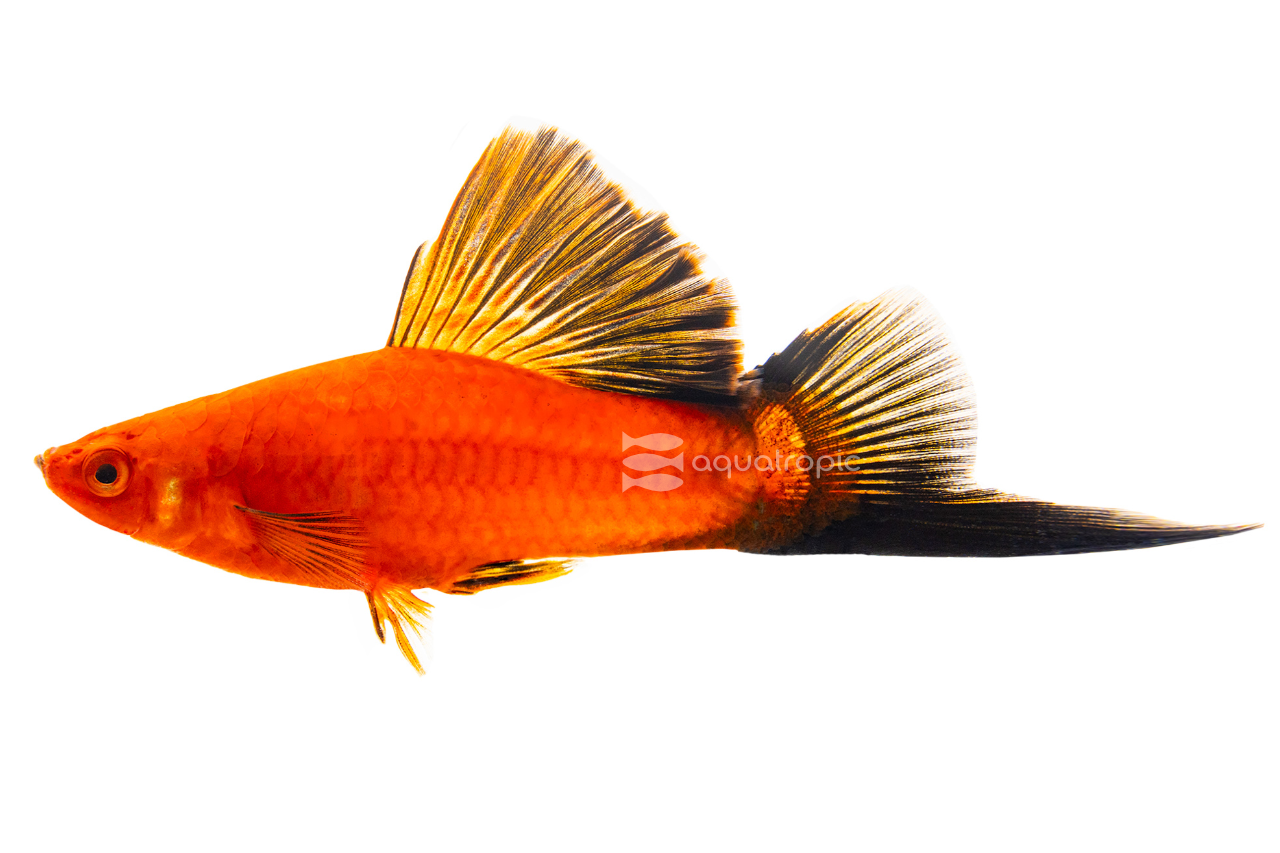 Red Wag Cauliflower Swordtail thumbnail image