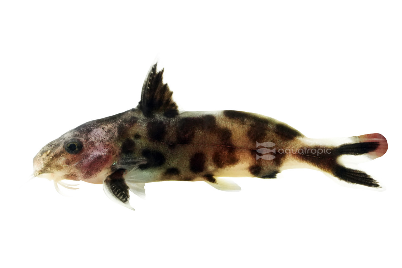 Polli Want a Catfish? thumbnail image