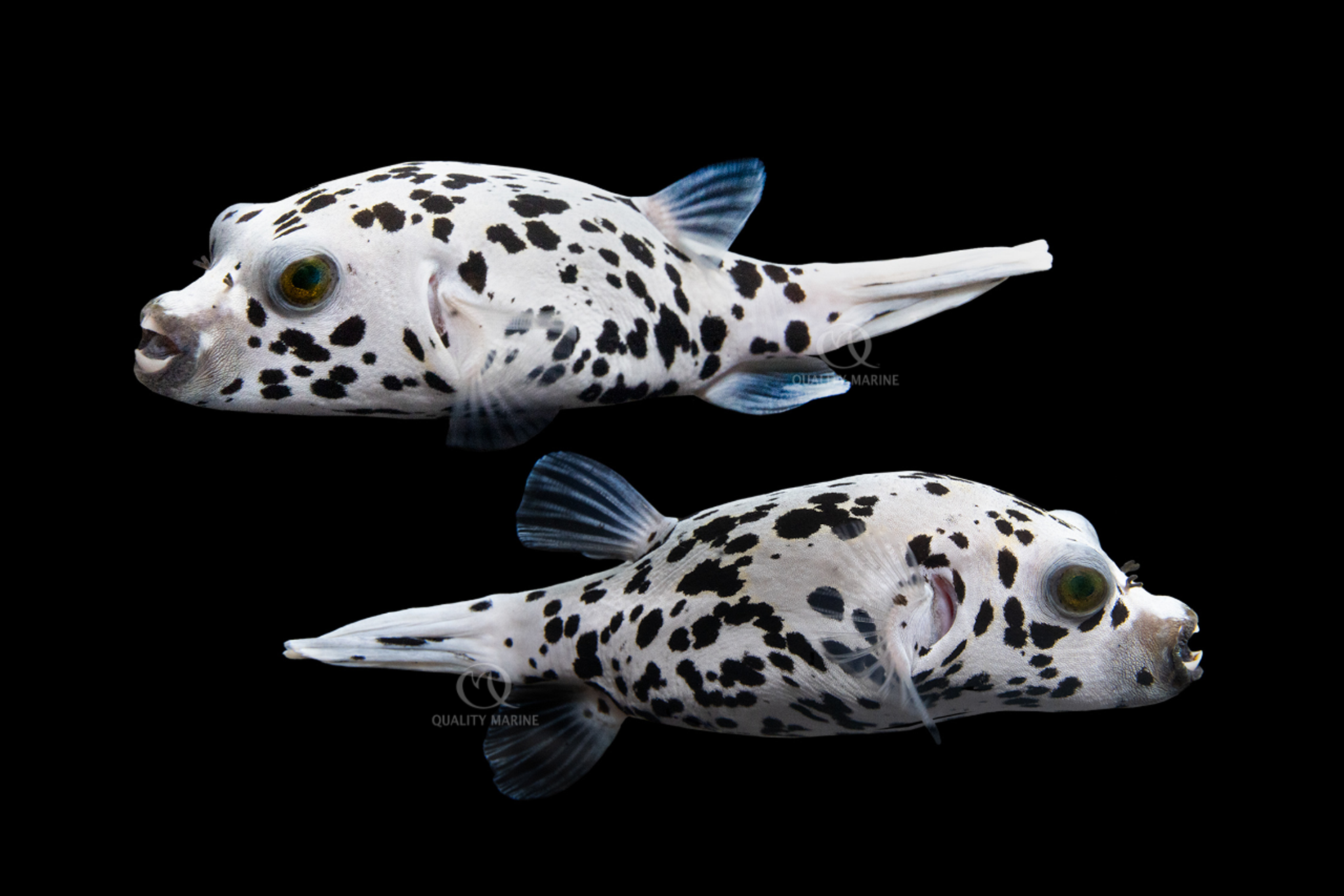 Dalmatian Pufferfish thumbnail image