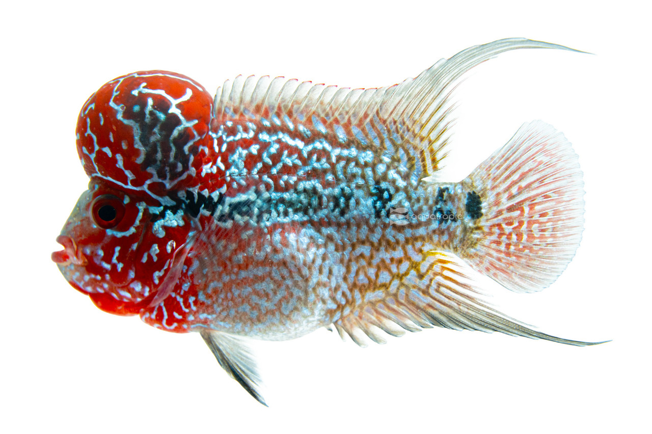 Flowerhorn Cichlid thumbnail image