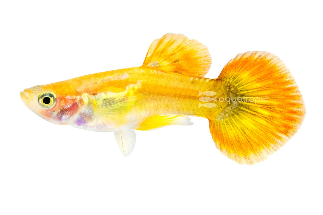 Phoenix Guppy thumbnail image