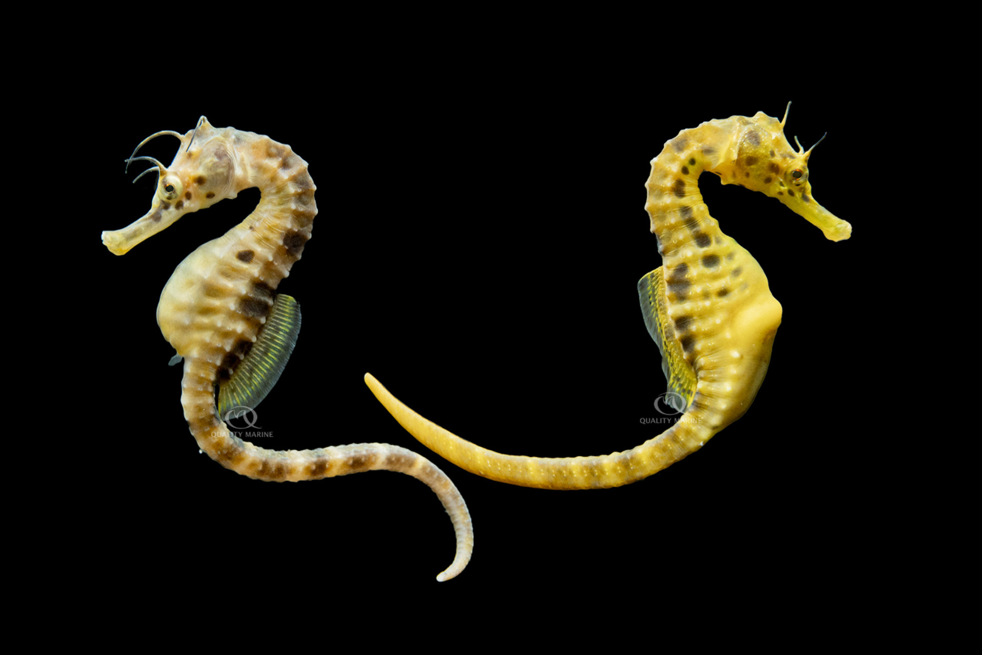 Aquacultured Potbelly Seahorse Pair thumbnail image