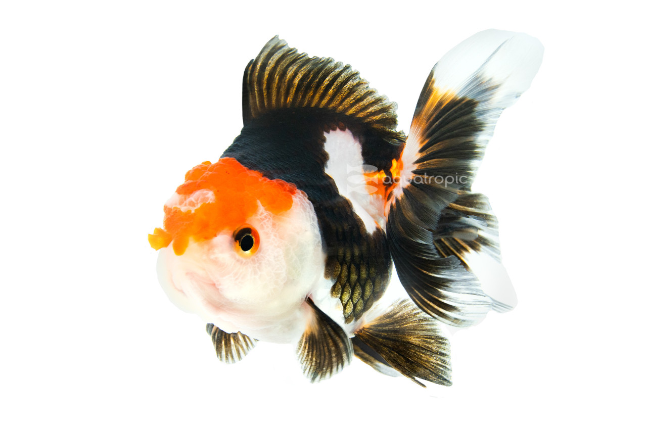 Tricolor Oranda Goldfish thumbnail image