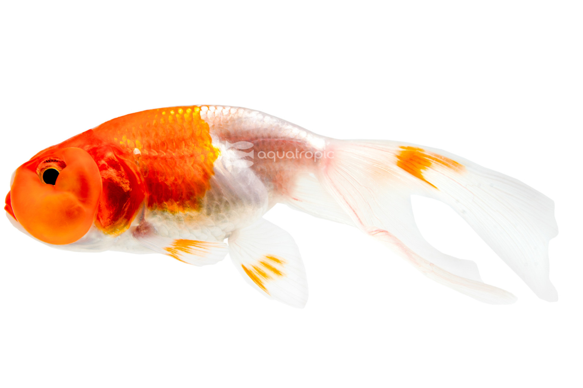 A Better Bubble thumbnail image