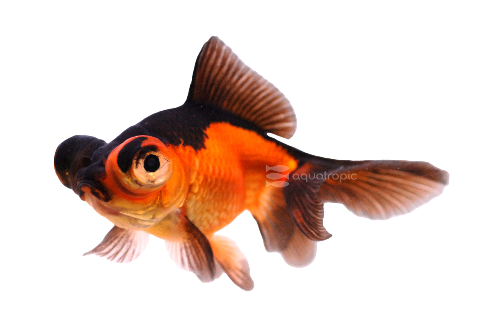 Red & Black Butterfly Goldfish thumbnail image