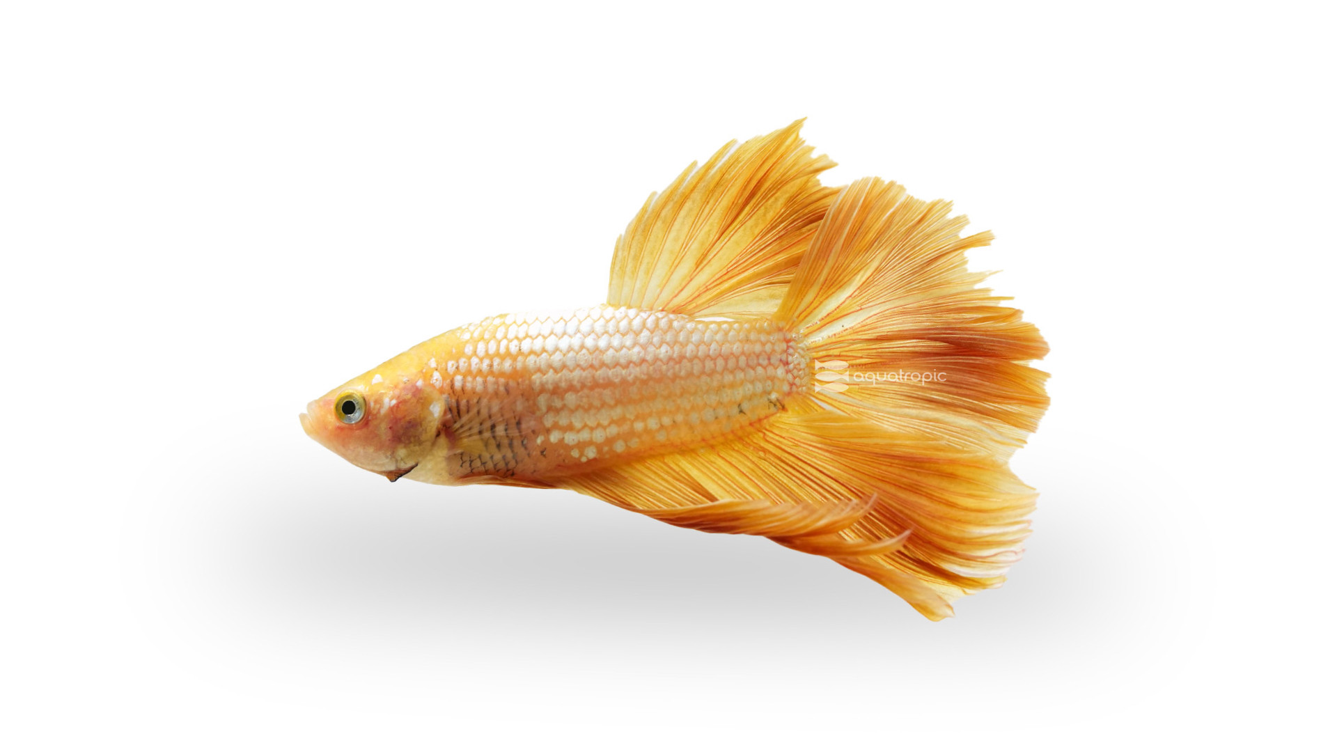 Golden Sunshine Betta - Quality Marine