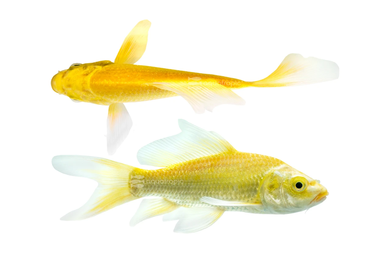 Ogon Yamabuki Butterfly Koi thumbnail image