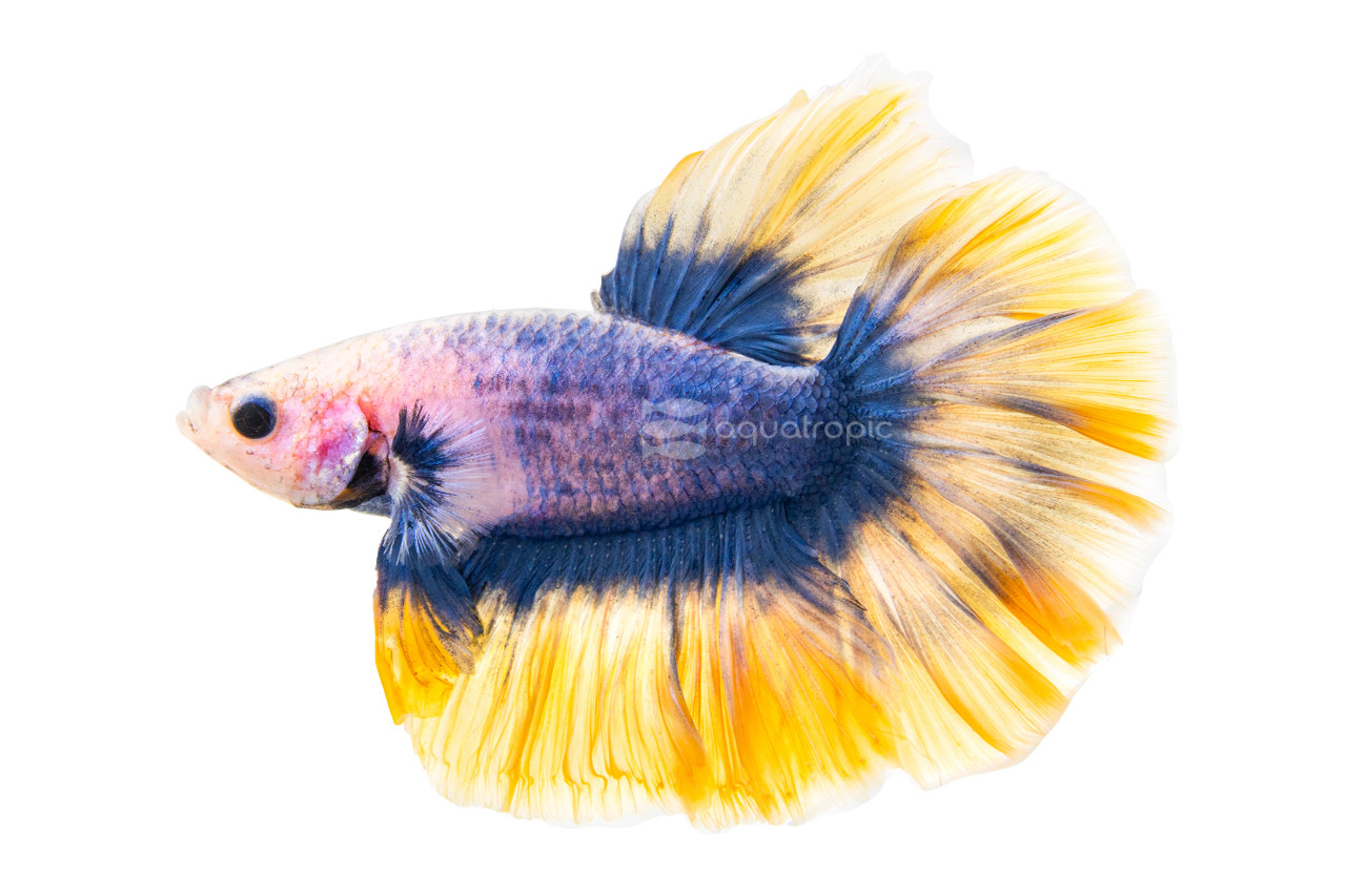 Radium Rosetail Betta thumbnail image