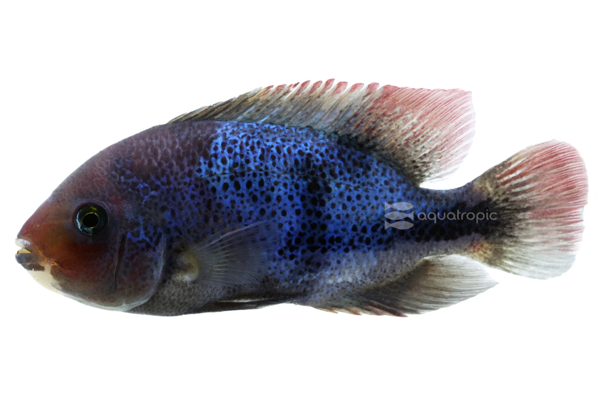 Feeding Fenestrata thumbnail image