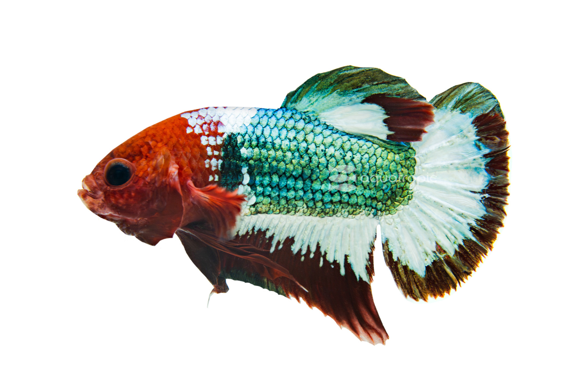 Red Copper Plakat Betta thumbnail image