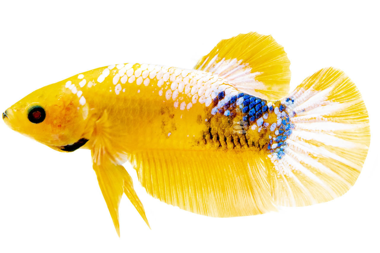 Yellow Hellboy Betta thumbnail image