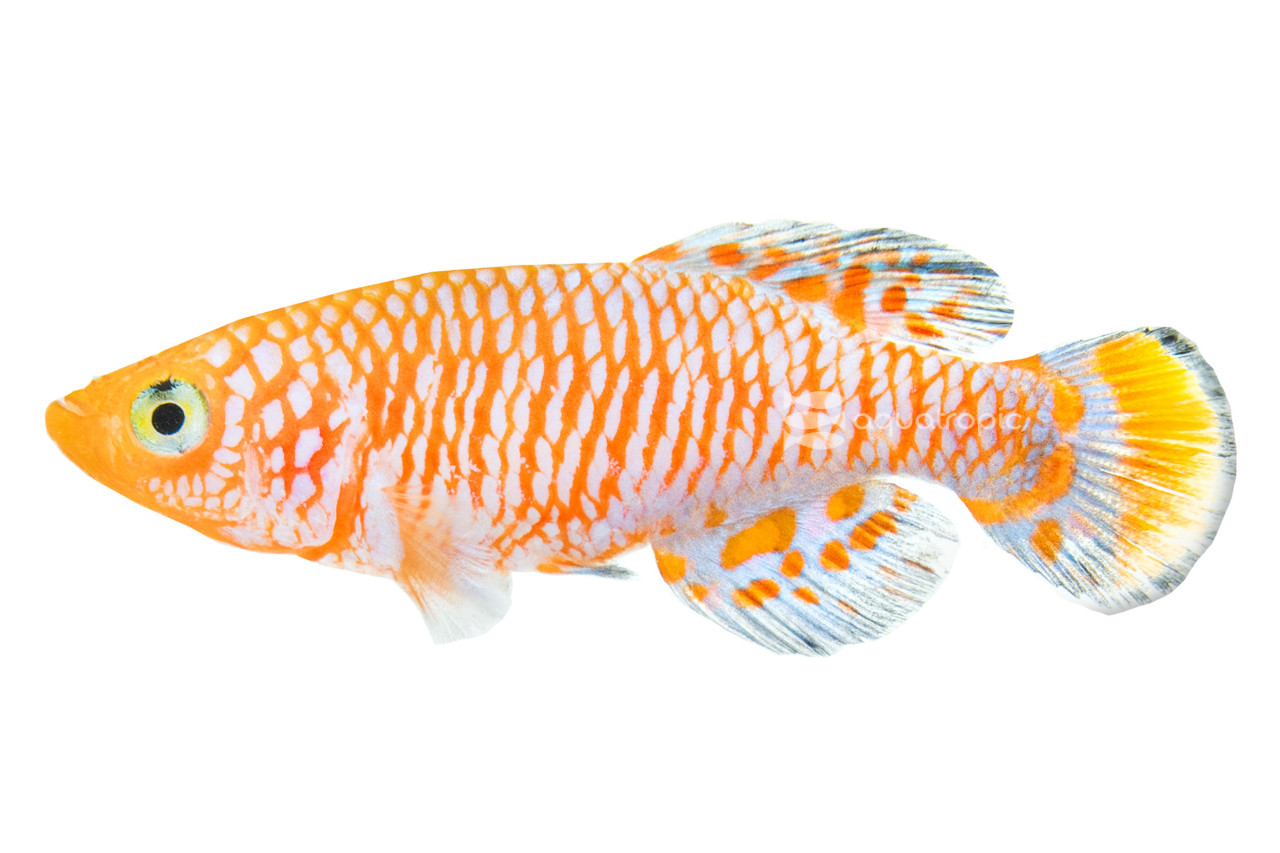 Killer Killis thumbnail image