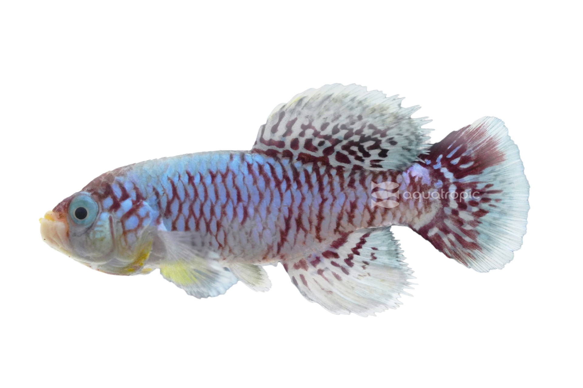 Eggersi Orchid Blue Killifish thumbnail image