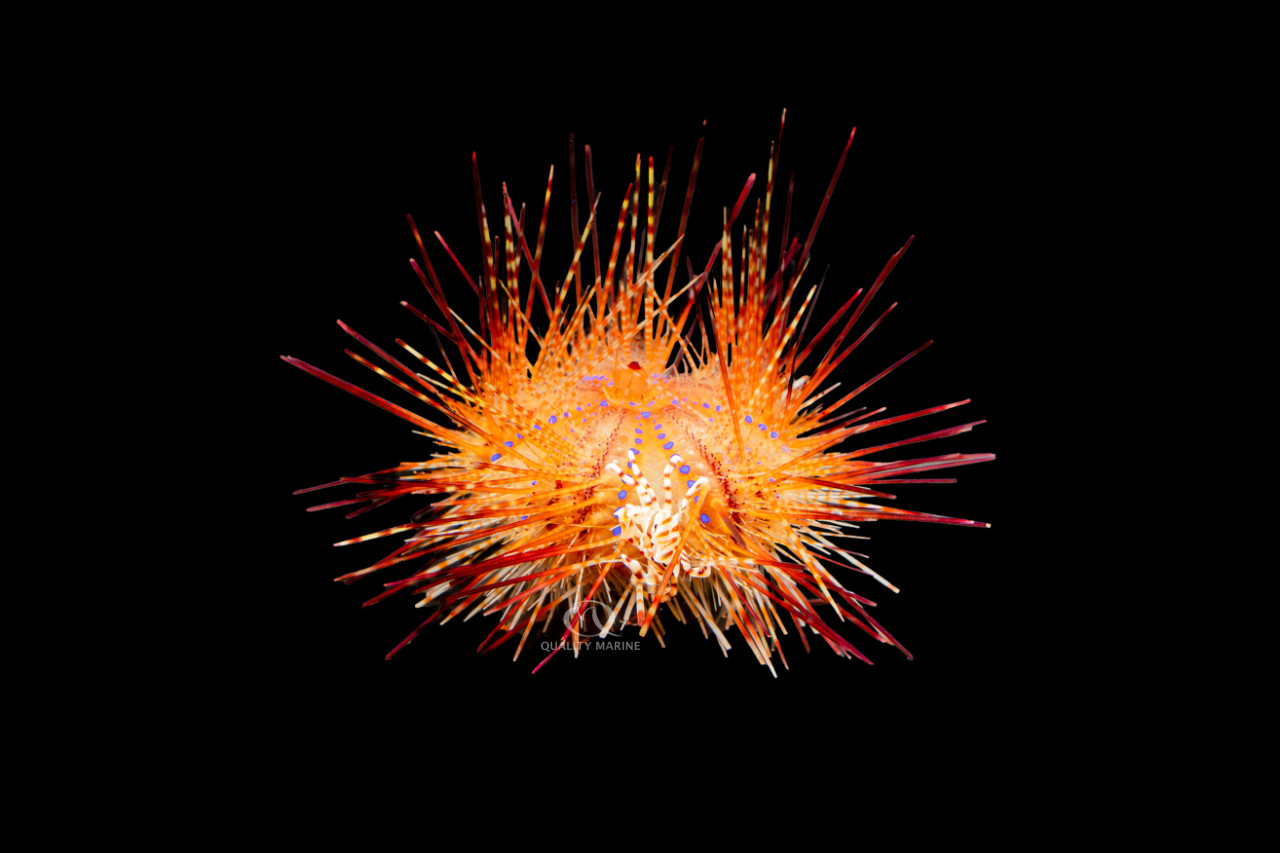 What's That Word? Symbiosis. thumbnail image