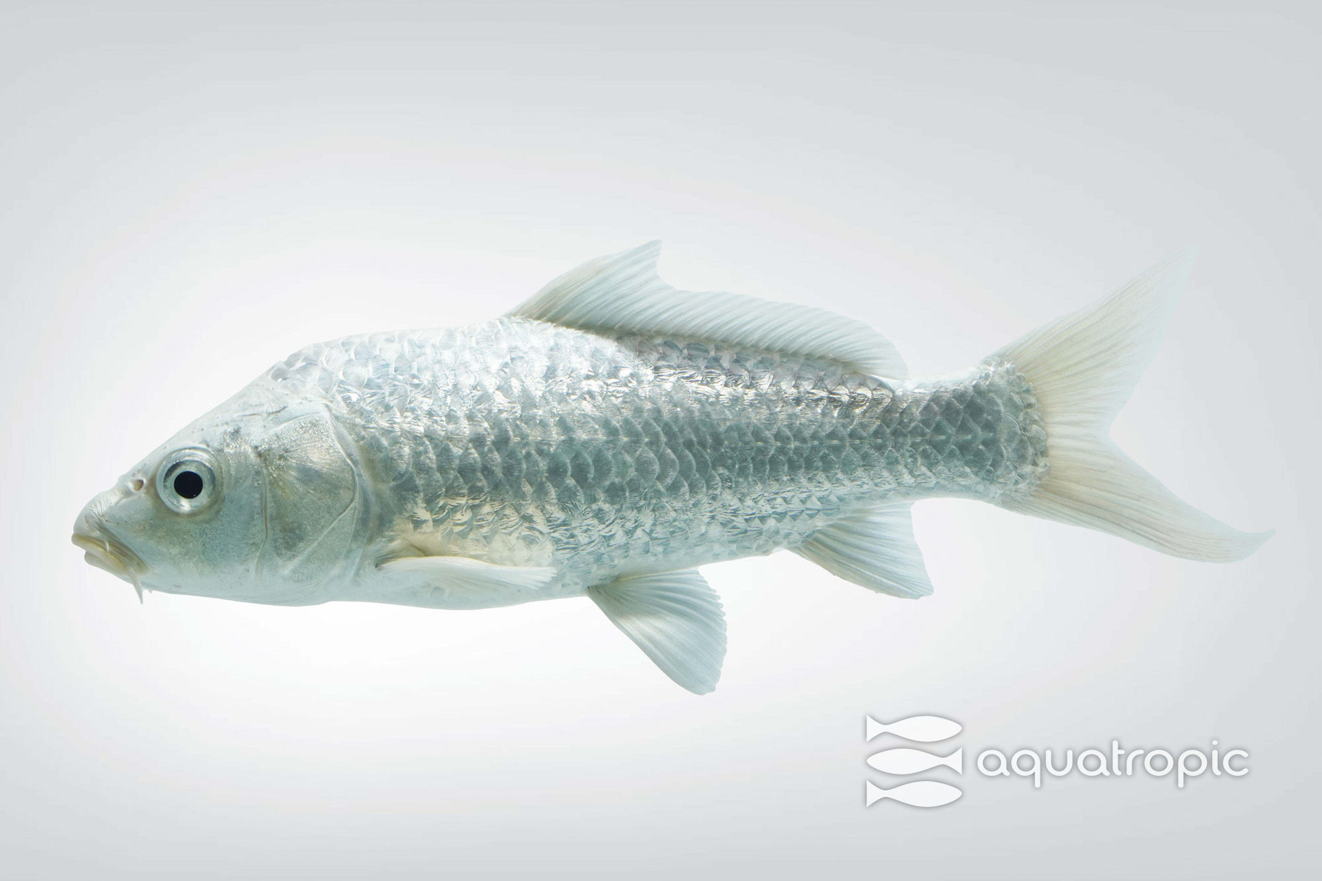 Cyprinus carpio - Ogon Platinum thumbnail image