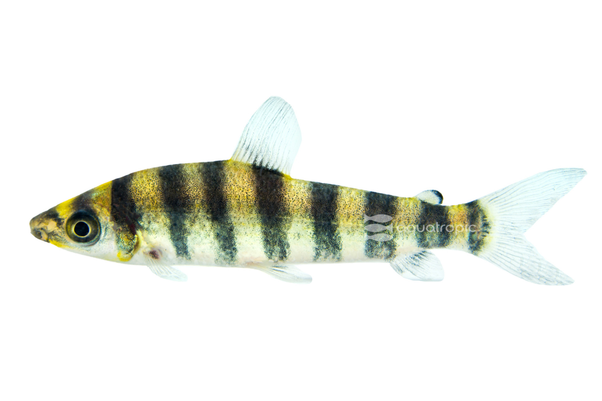 Striped Striatus Leporinus thumbnail image