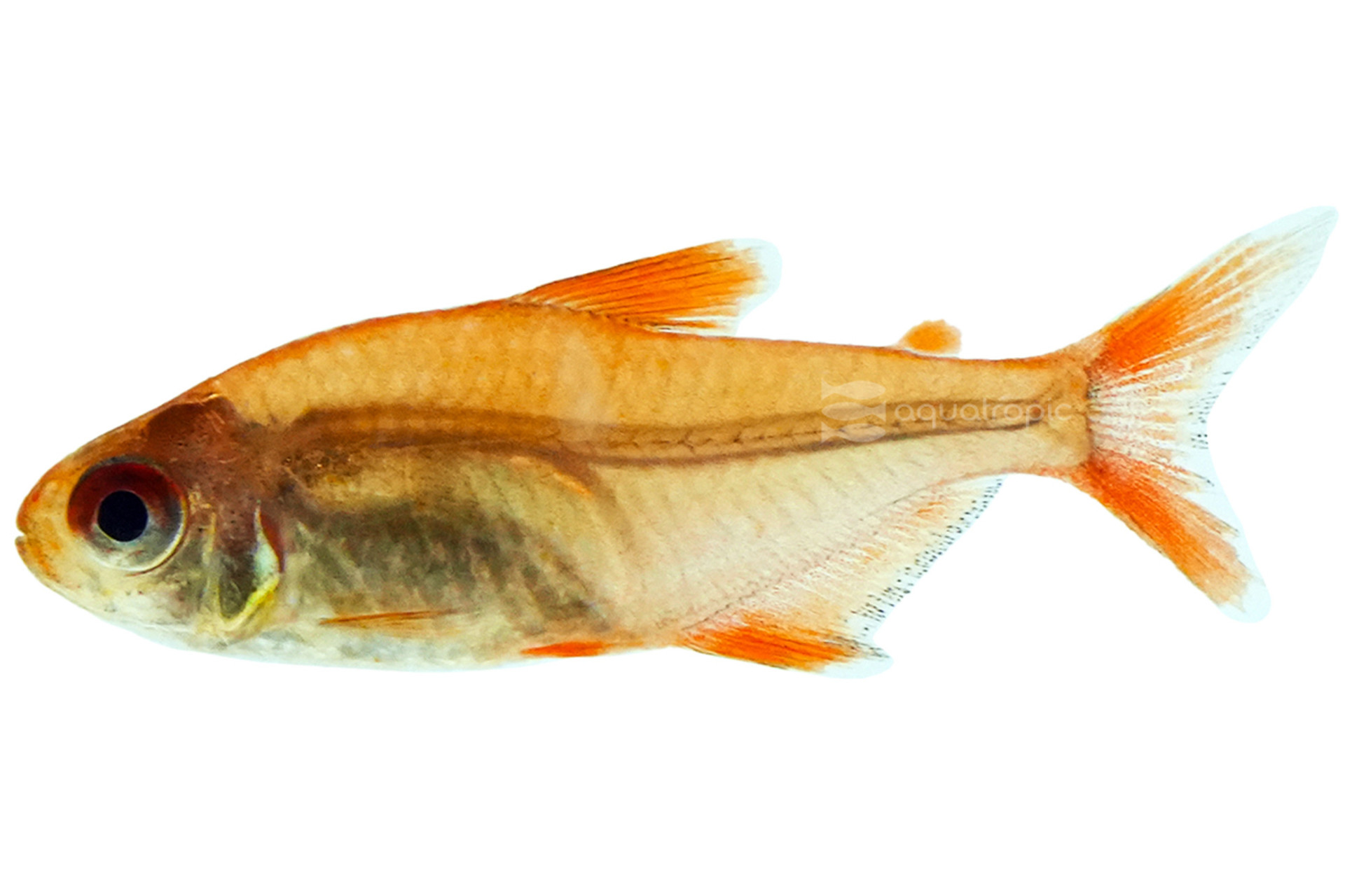 Muzels Are a Cherry of a Tetra thumbnail image