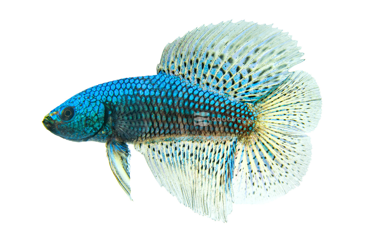 Doubletail Alien Betta thumbnail image