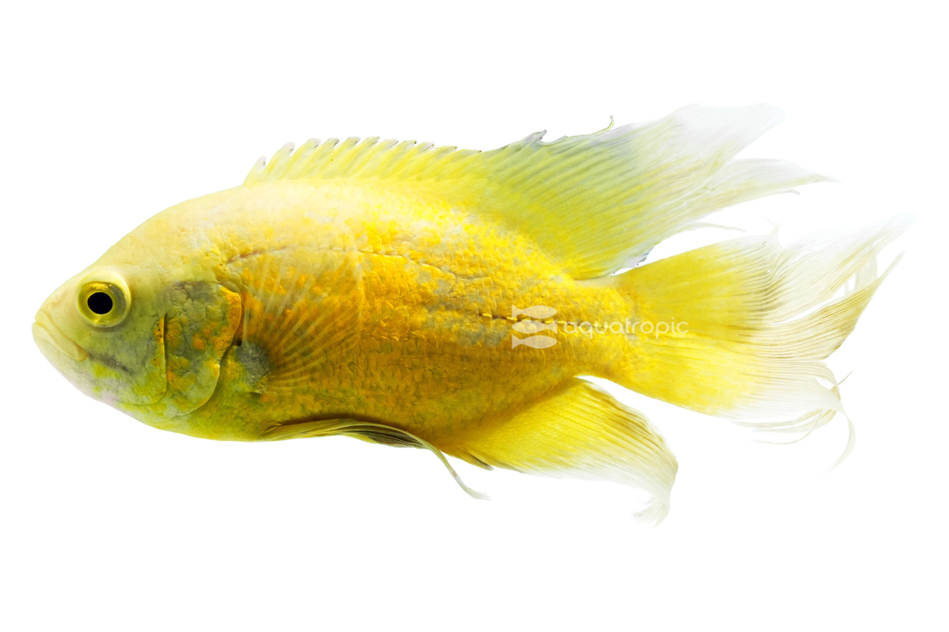 Oscar Isn't That Grouchy - Lemon Longfins thumbnail image