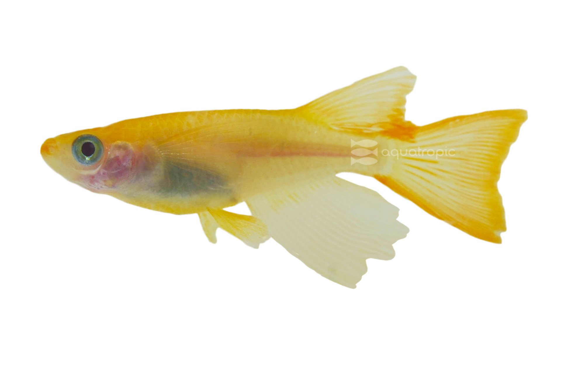 The Incredible story of Longfin Medaka Youhiki Ricefish thumbnail image