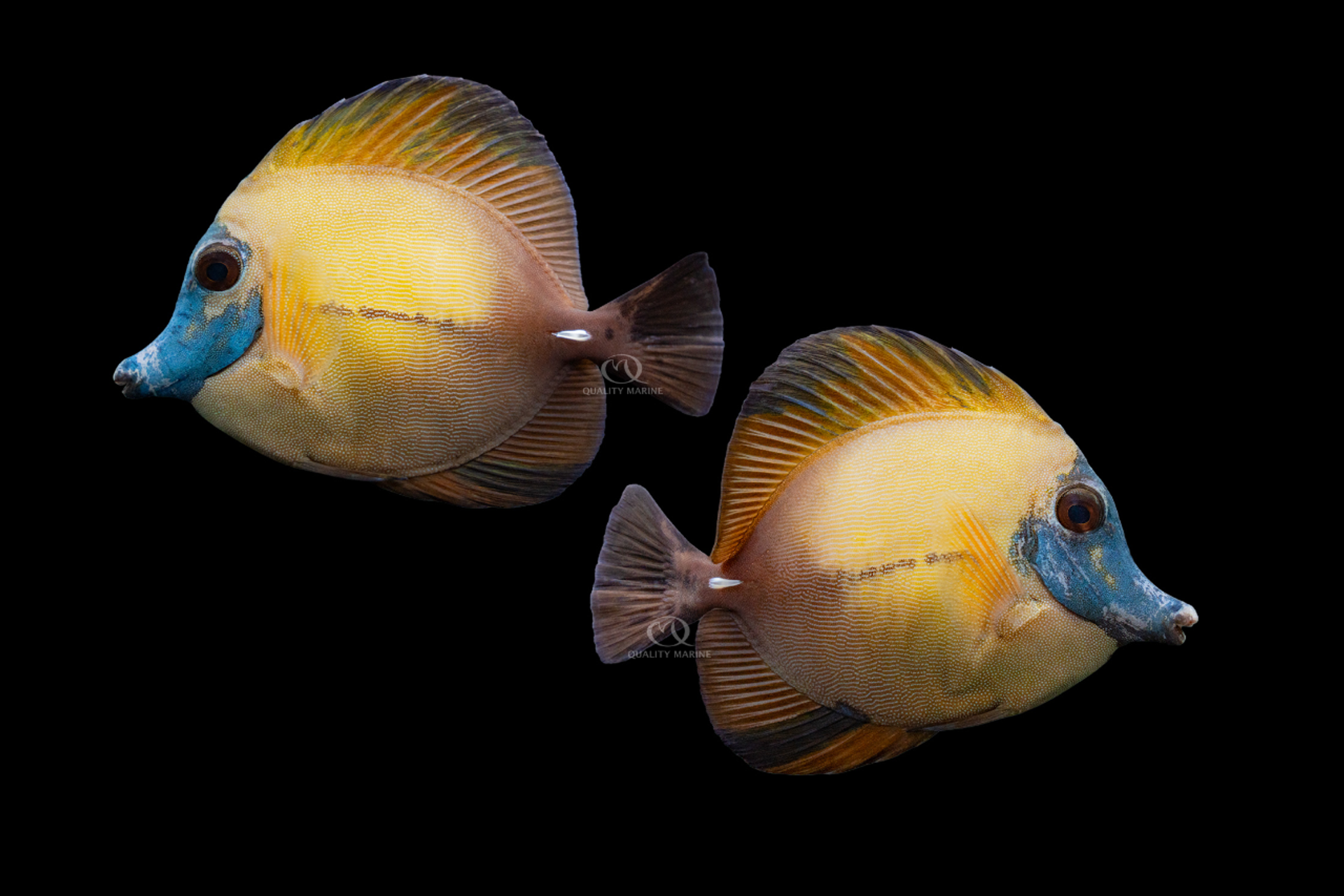 Blue Face Koi Tang thumbnail image