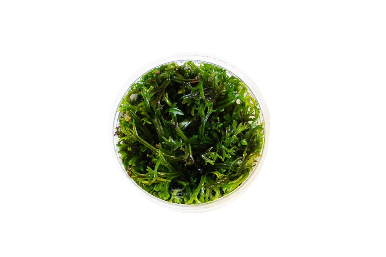 AT Microsorum pteropus 'Windlov' Cup thumbnail image