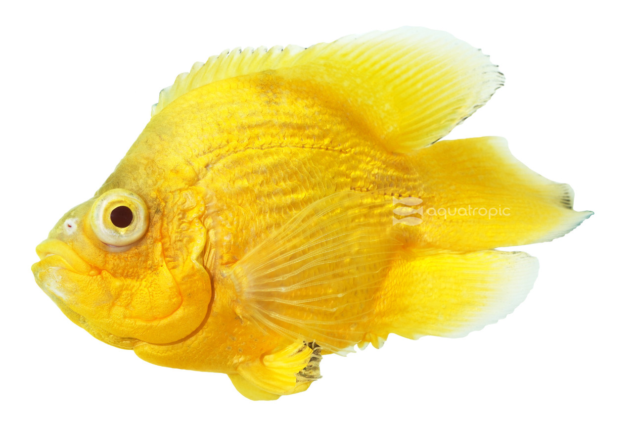 Lemon Short Body Oscar Cichlid thumbnail image