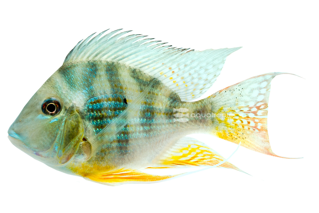 Redstriped Balloon Surinamensis Eartheater thumbnail image